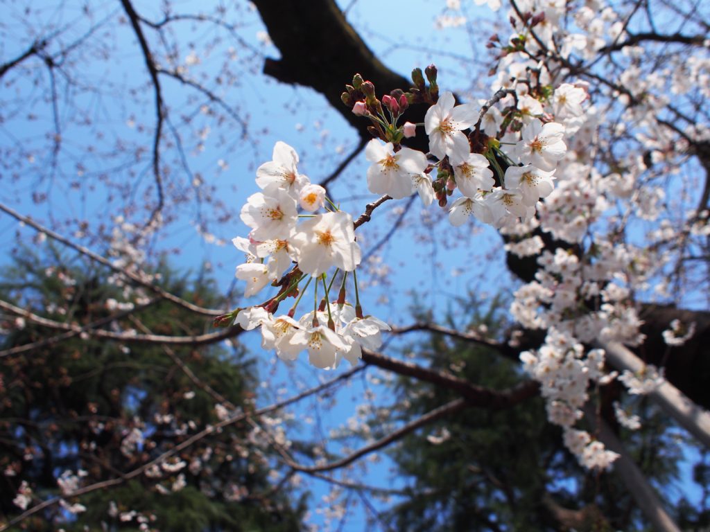 外苑前の桜